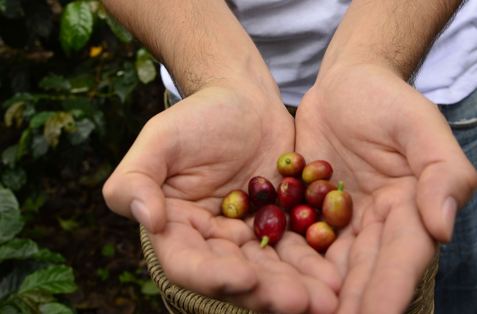 Contactos 1 Café Colombiano