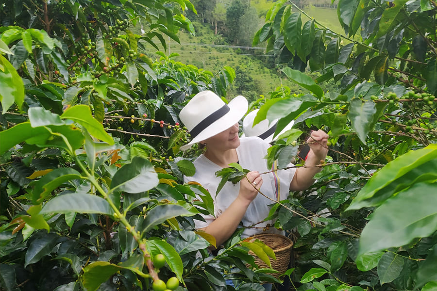 Liviaggi Quindío PCC 3 Liviaggi agencia mujer cafetera