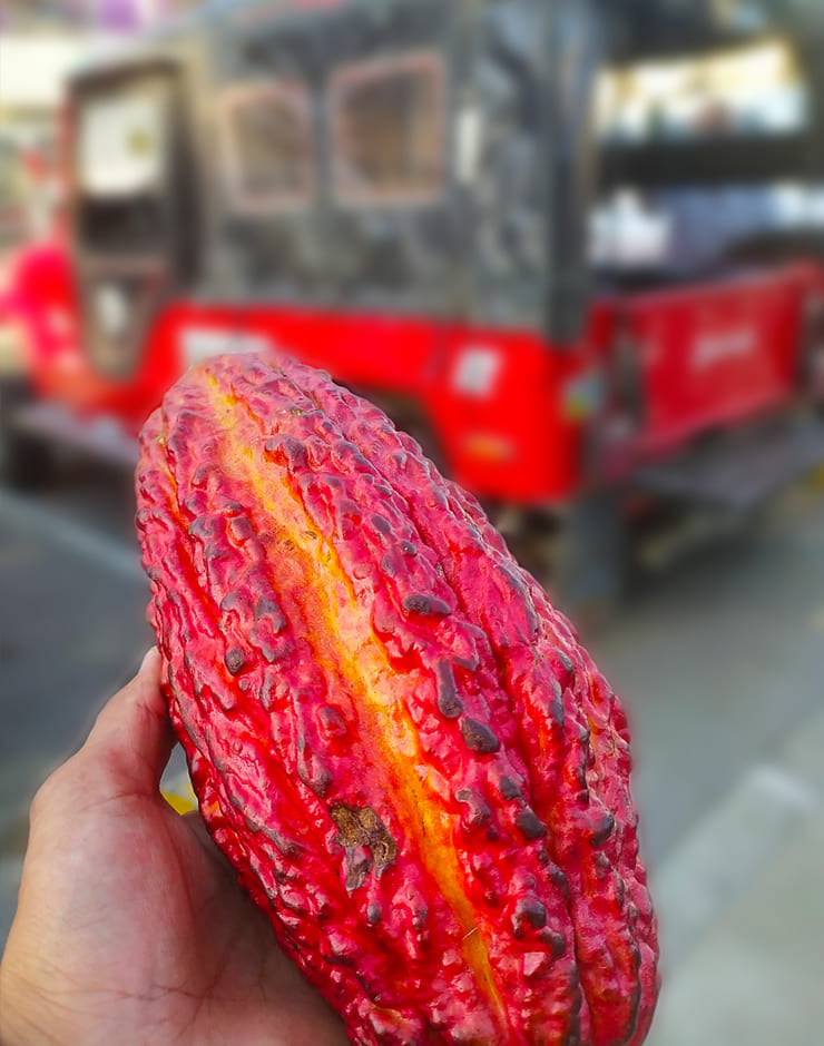 Tour del Cacao Quindío